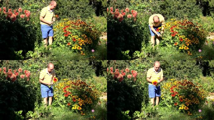 可爱的丈夫男朋友男人穿着短裤在阳光明媚的花园里摘红花。4K