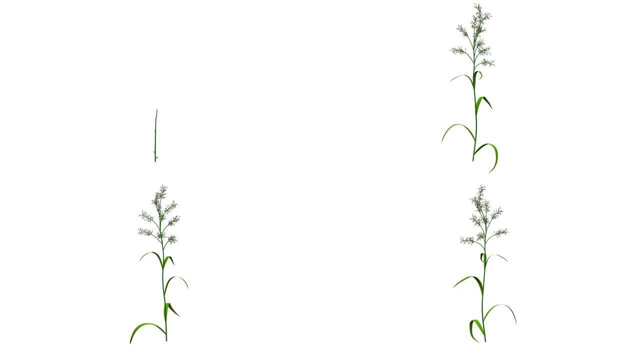 孤立在白色上生长的逼真植物的3d渲染