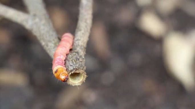 红色的Zeuzera咖啡或飞蛾茎蛀虫破坏树木。它是蔬菜和农业植物病害的危险虫害。