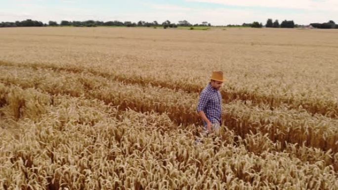 农民在年轻的麦田里戴帽子，检查作物。鸟瞰人穿过麦田。麦田农民步行景观自然农业生长无人机镜头人天。