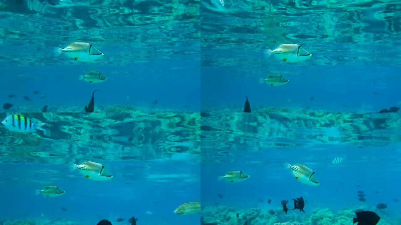两只毕加索的金鱼鱼在蓝色的水中慢慢游动。慢动作。毕加索金鱼鱼、阿萨西金鱼鱼或阿拉伯金鱼鱼 (Rhin