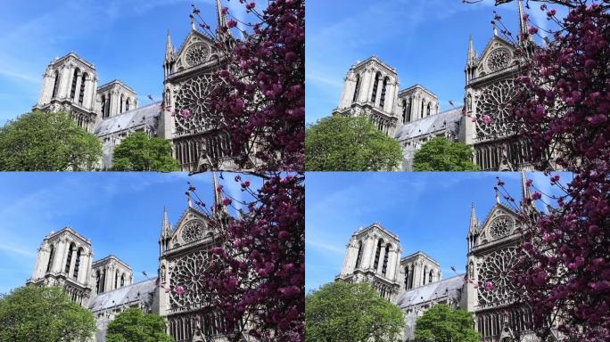 樱花中的巴黎圣母院。法国巴黎的春天。2019年4月05日。火灾前