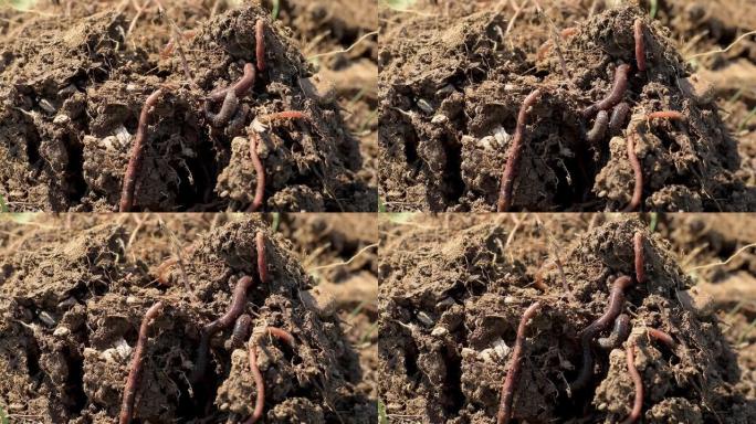 泥土中的蚯蚓