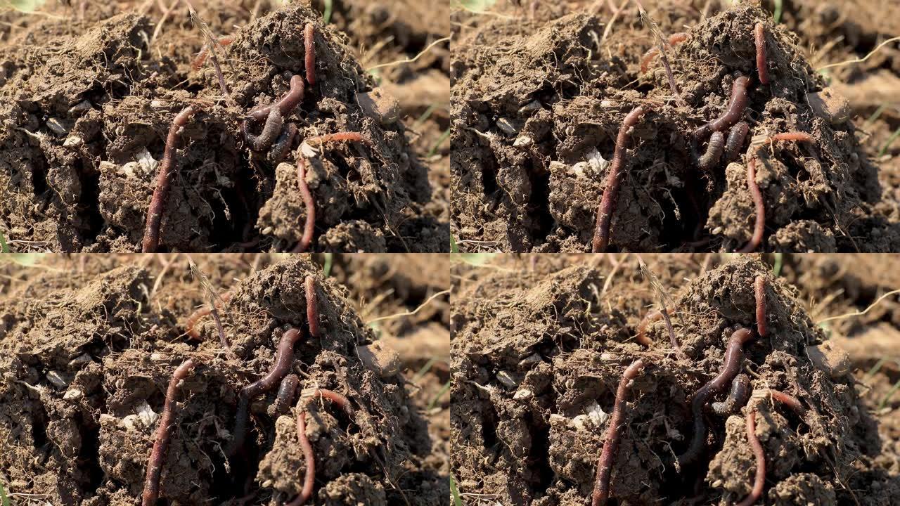 泥土中的蚯蚓