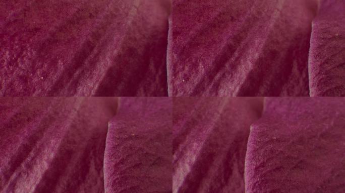 粉红色洋红色兰花花瓣的特写微距
