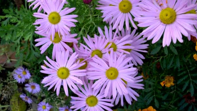 城市花坛上有淡粉色花瓣的花朵。特写。从顶部看。4 k.25 fps。