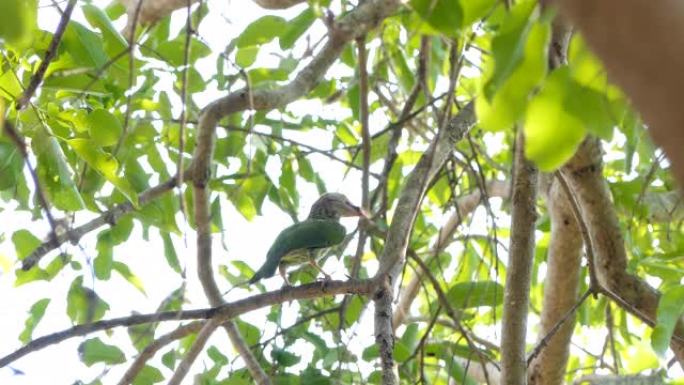 热带雨林树上的线状巴贝鸟。