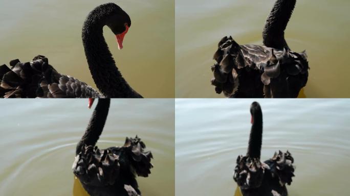 湖中的黑天鹅候鸟天鹅湖栖息地湖里的黑天鹅