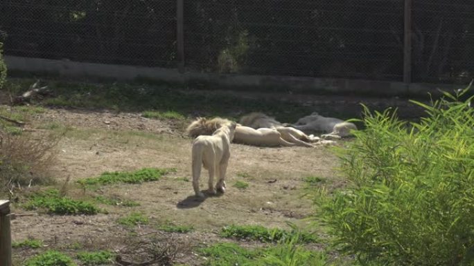 白母狮去睡狮。露天的非洲动物园里的狮子。动物是出于意志。一种濒临灭绝的动物物种