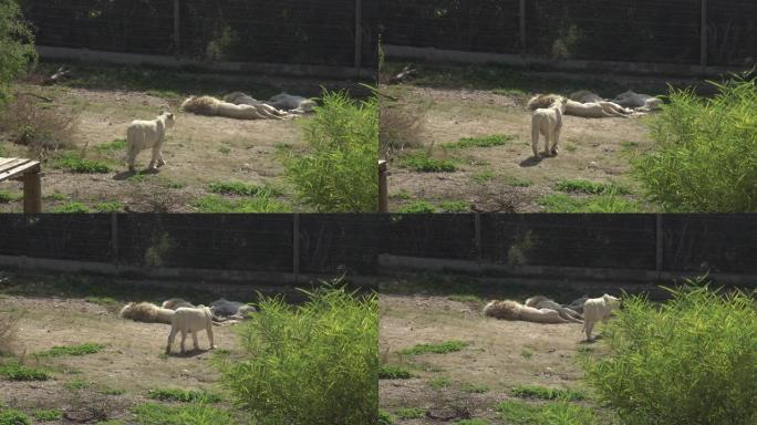 白母狮去睡狮。露天的非洲动物园里的狮子。动物是出于意志。一种濒临灭绝的动物物种