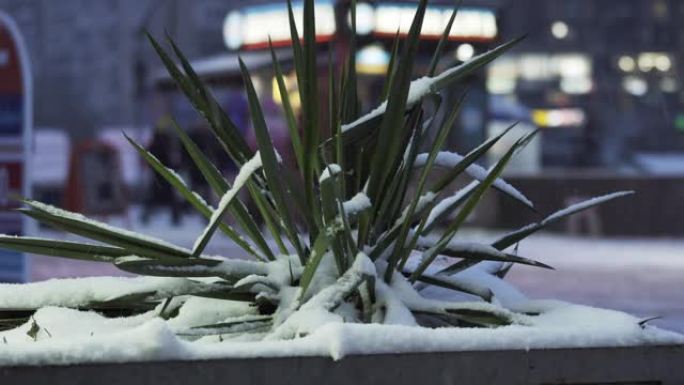 晚上降雪时，绿色植物在城市街道上被雪覆盖。树叶在雪地上模糊的人的背景。特写