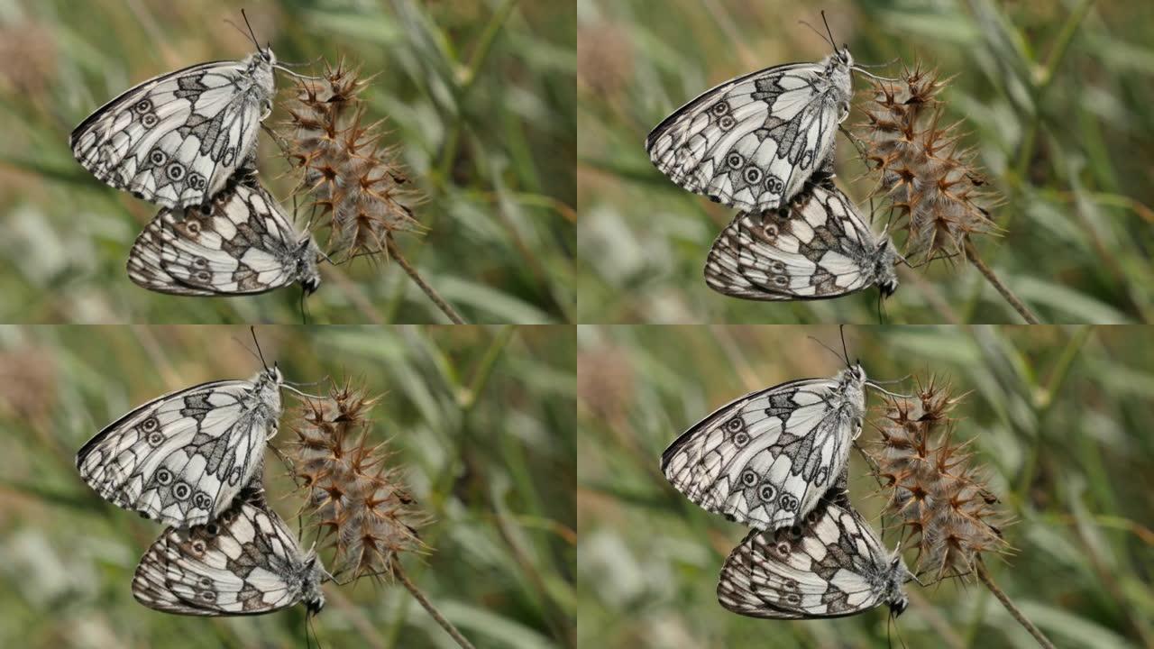 黑白梅拉吉亚加拉西亚蝴蝶在自然中消光特写4K