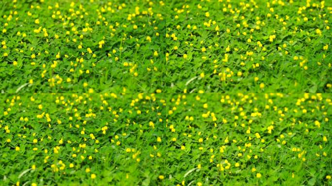 春天绿油油的草地花朵