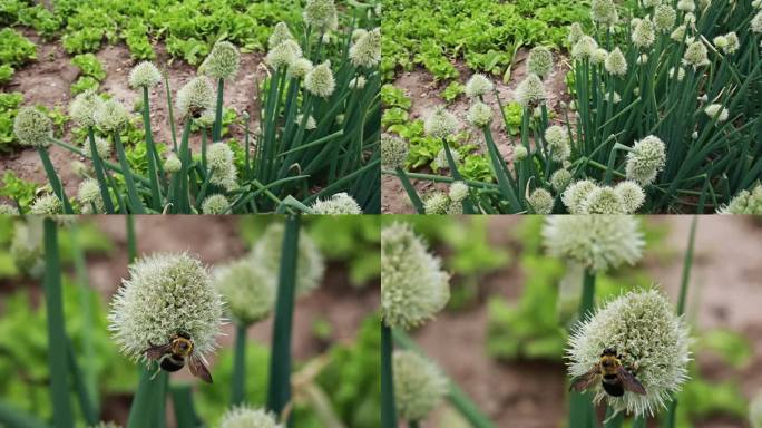 老牛蜂 大黄蜂 采葱花 老葱原素材60帧