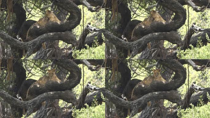 曼雅拉湖树上的狮子转向相机
