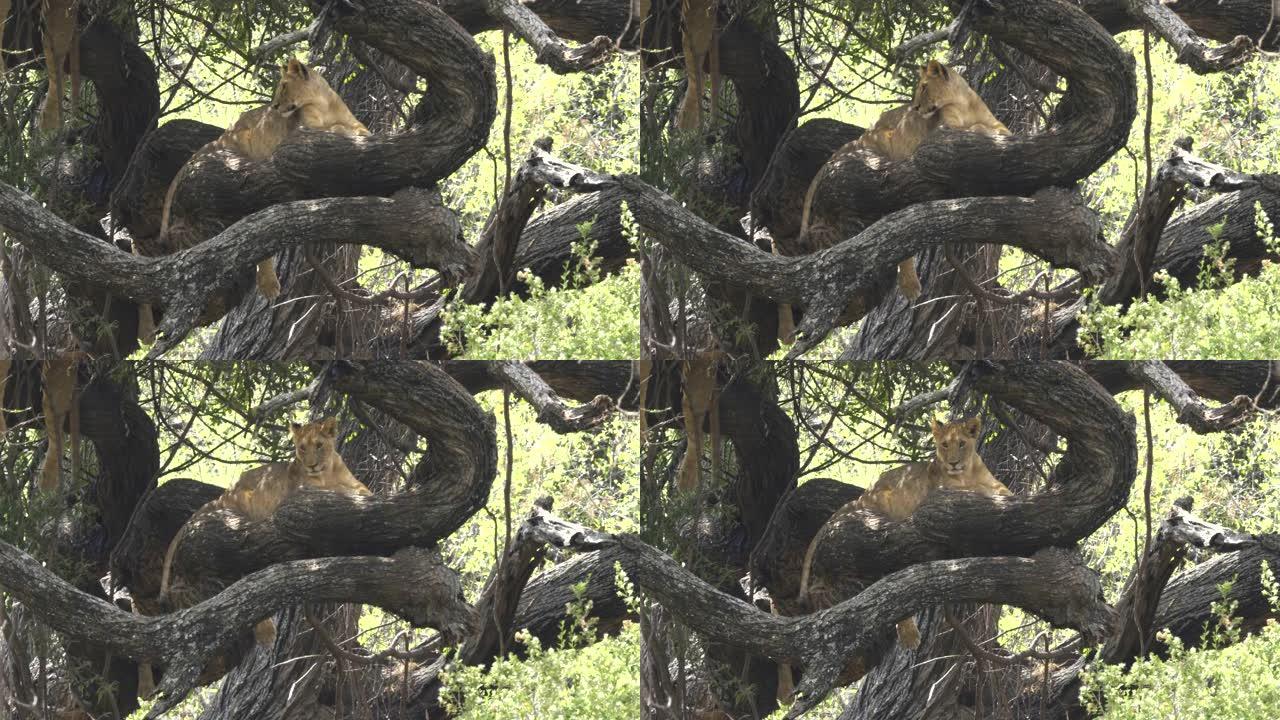曼雅拉湖树上的狮子转向相机