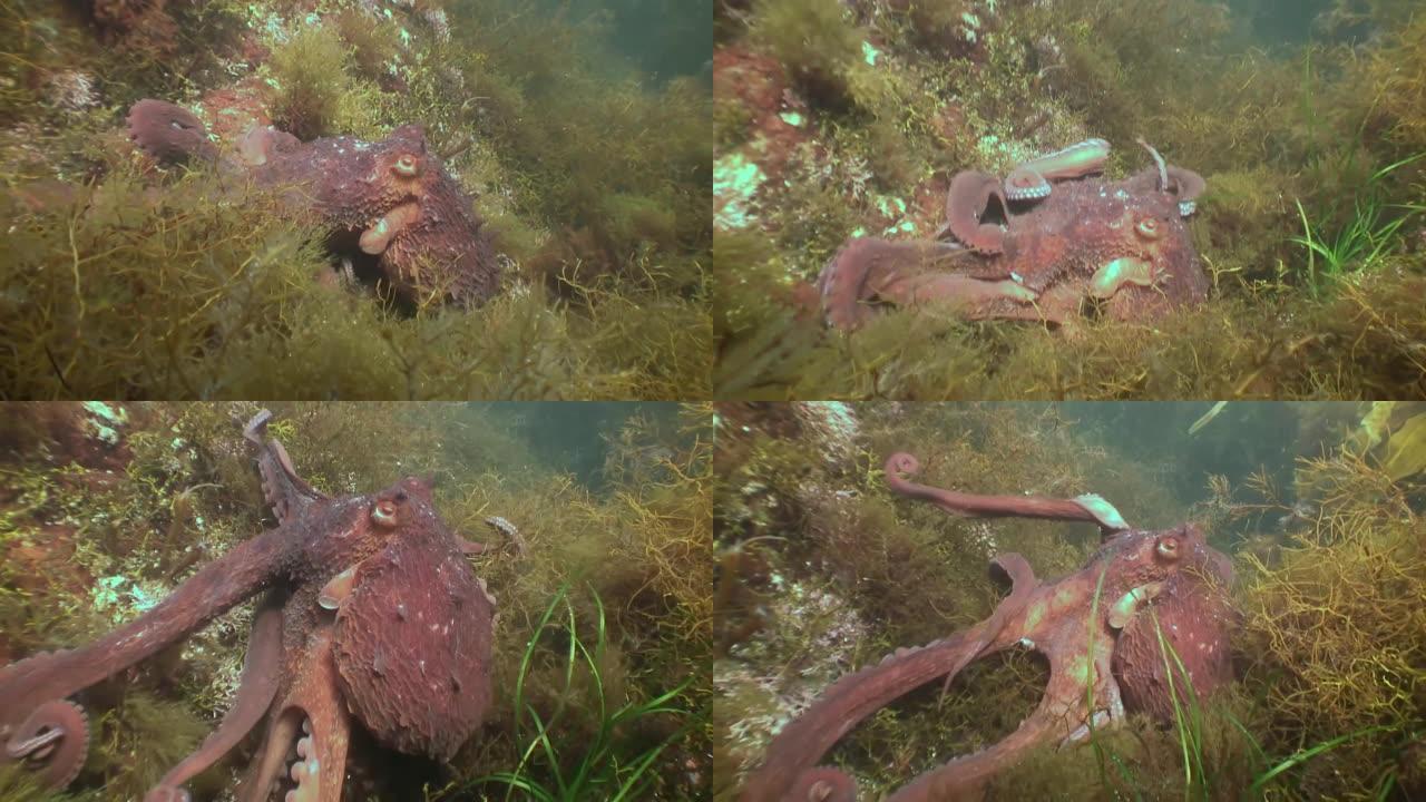 在石头海底寻找食物的大章鱼。