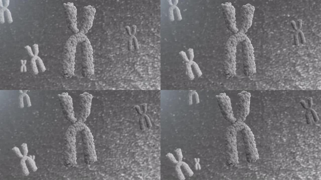 染色体的3d动画。X染色体在细胞中的运动。