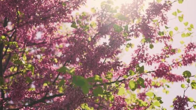 果树开花的粉红色花朵的慢动作质地。微风吹动树枝，花瓣落下，在春天夕阳的背景下在空中飞翔