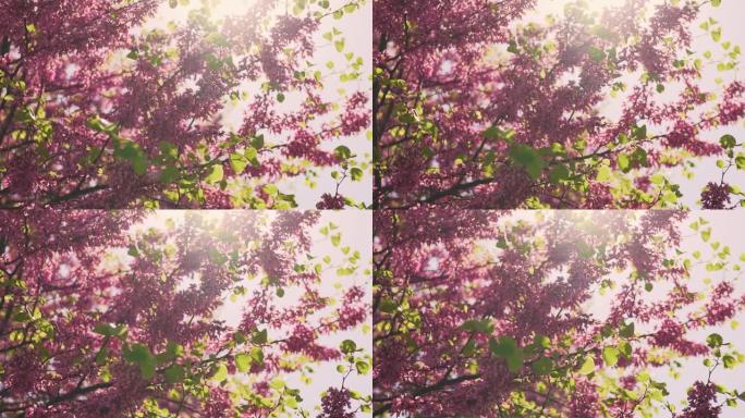 果树开花的粉红色花朵的慢动作质地。微风吹动树枝，花瓣落下，在春天夕阳的背景下在空中飞翔