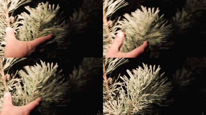 一个人的手在黑暗中从树枝特写镜头中甩掉了闪闪发光的霜冻。