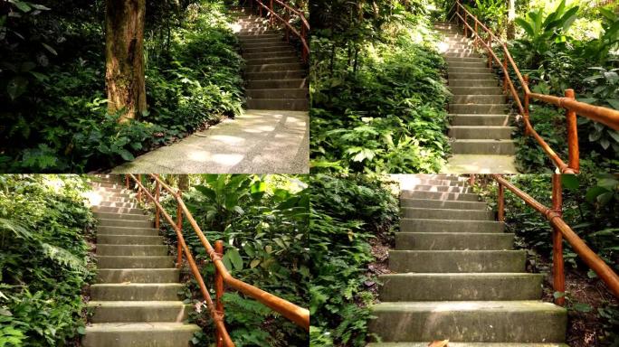 茂密的热带雨林走道，带楼梯和木制竹扶手