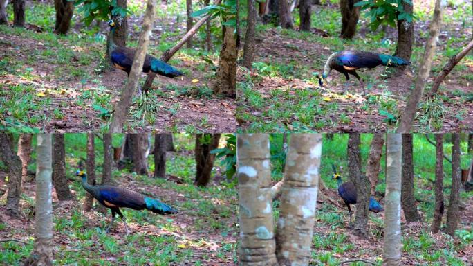 蓝色孔雀鸟在森林中漫步在大自然的山丘上