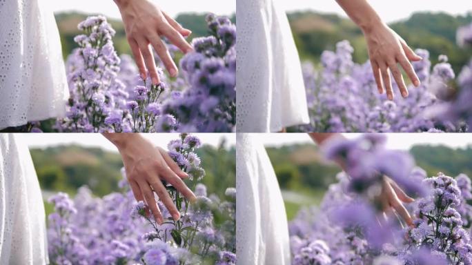 女人的手温柔地抚摸着玛格丽特紫色花田的顶部。