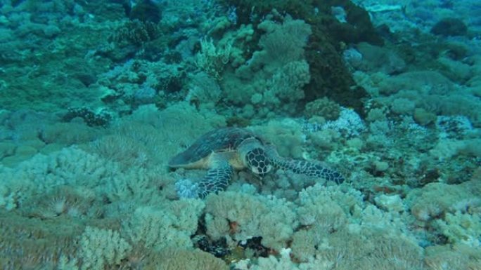 绿海龟在海底咬软珊瑚