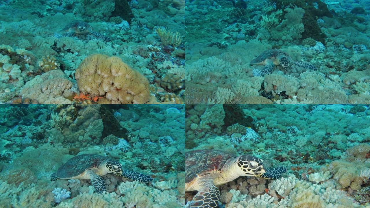 绿海龟在海底咬软珊瑚