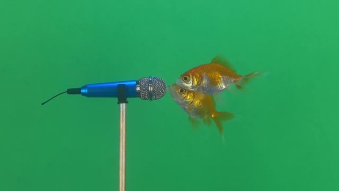 两条小鱼对着麦克风说话