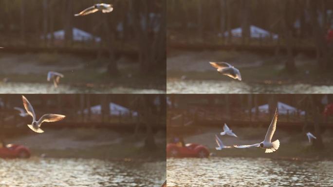 太阳光线中的海鸥飞过水面