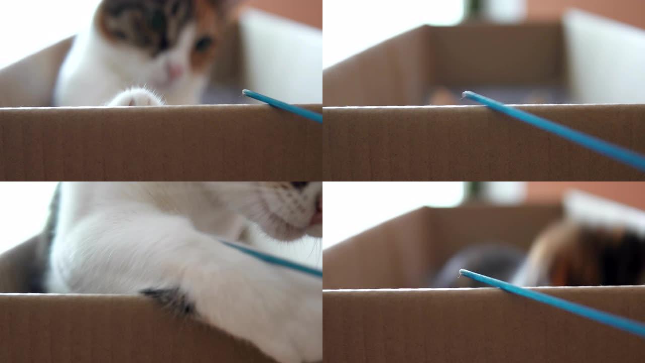 猫与主人在盒子里玩耍