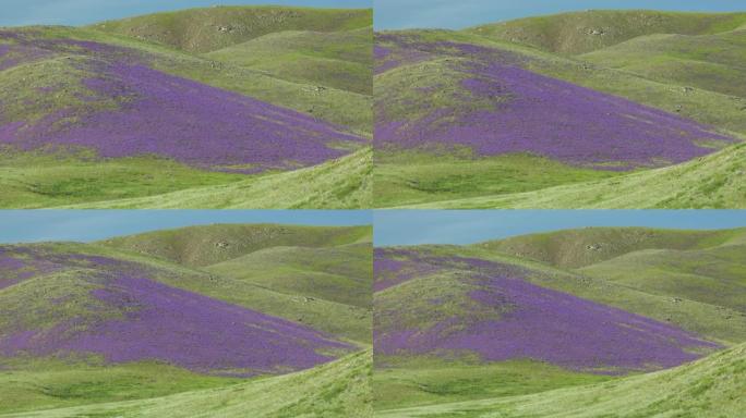 荒山上长满紫色花朵的草地