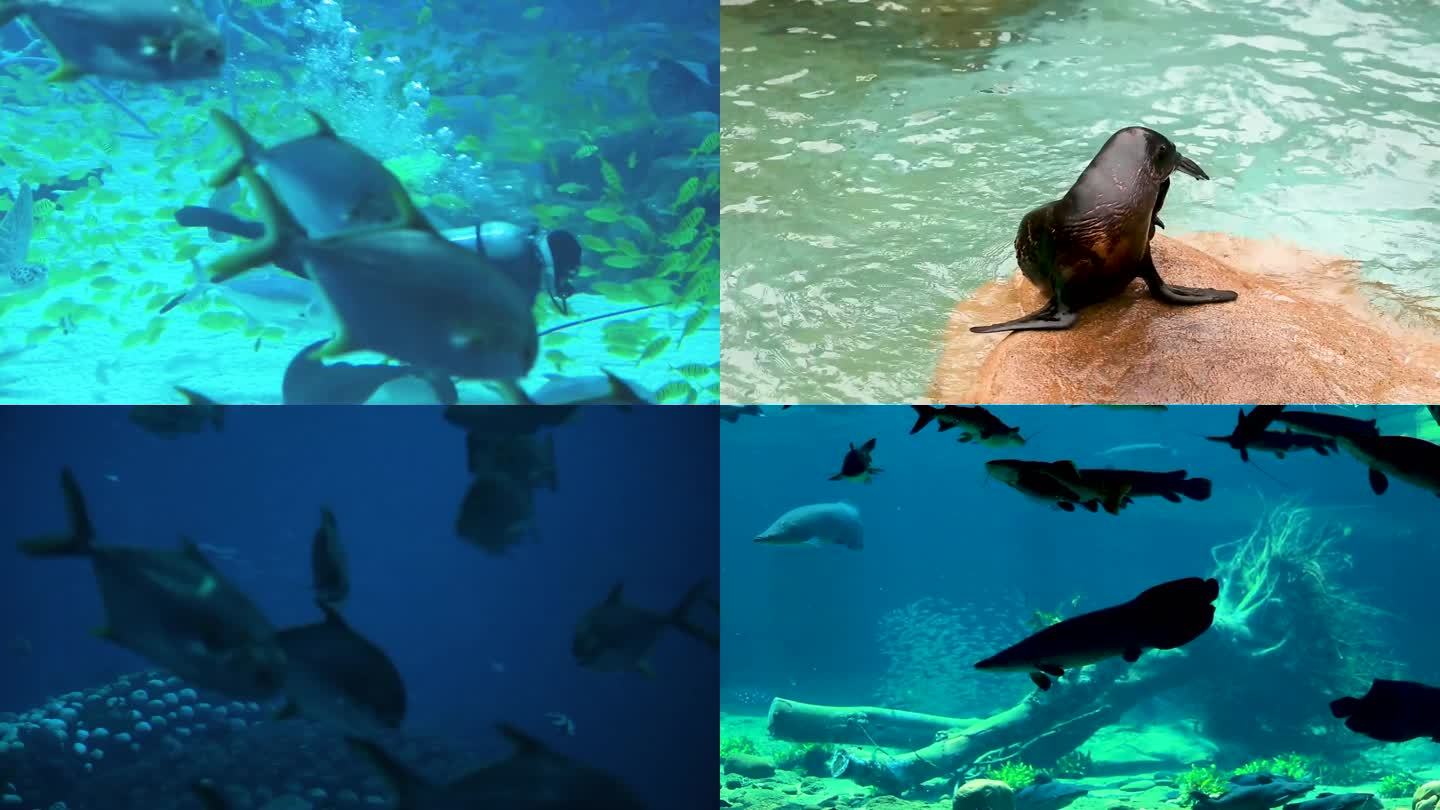 在水中游泳的鲸鲨 在水中游泳的海狮 人们在水族馆潜水