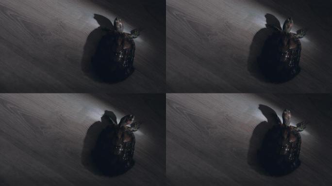红耳龟通过片太阳光在深色木地板上爬行