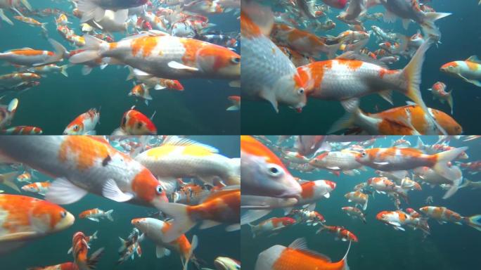 五颜六色的日本花式锦鲤鱼 (水下)