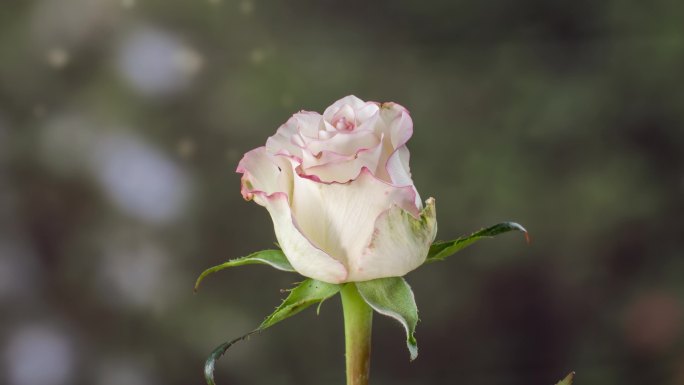 玫瑰月季唯美浪漫爱情粉色白色花开延时