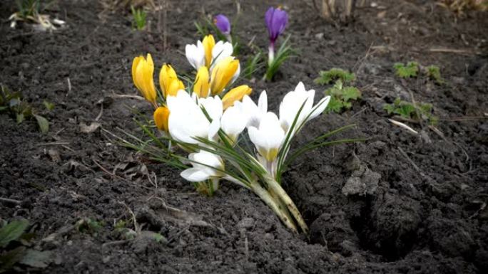 五彩缤纷的春花在夕阳下的春天的花坛上，在城市公园的风中颤抖。特写。从地面看。4 k.25 fps。