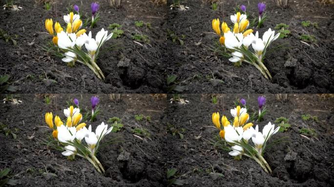 五彩缤纷的春花在夕阳下的春天的花坛上，在城市公园的风中颤抖。特写。从地面看。4 k.25 fps。