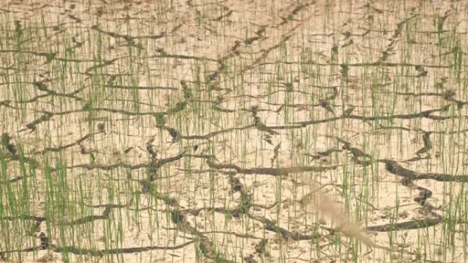 夏季土壤和小型水稻缺乏水分和干旱条件，夏季水稻种植