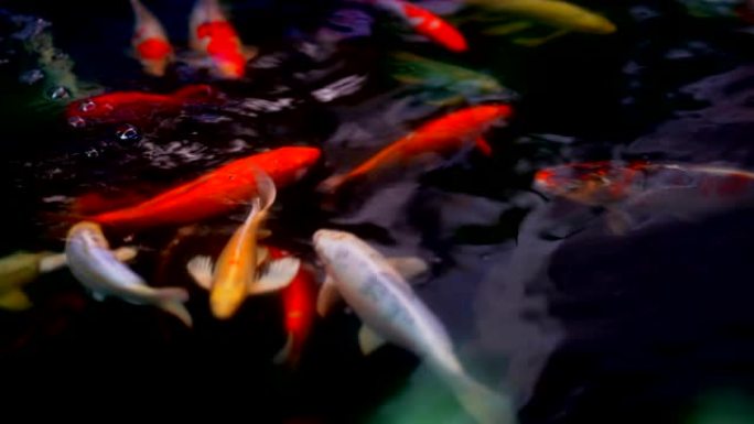 锦鲤鱼或阿穆尔鲤鱼在池塘中慢动作游泳，特别是nishikigoi彩色品种鲤鱼缓慢漂浮