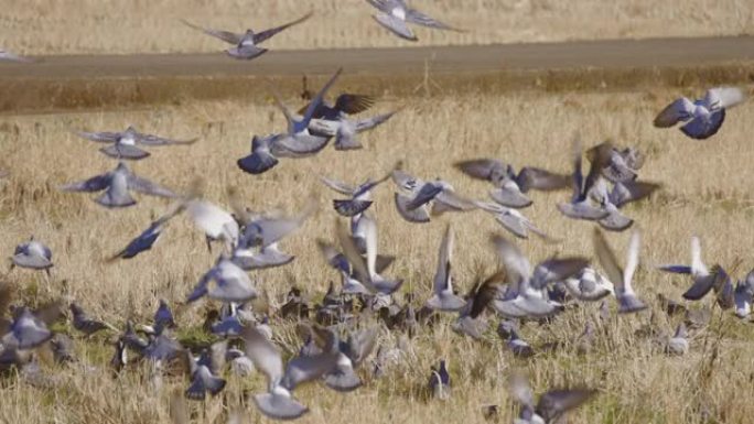 许多鸽子来吃收获后留在稻田里的大米