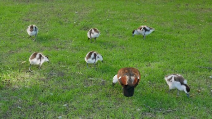 野鸭在基督城的花园里寻找食物