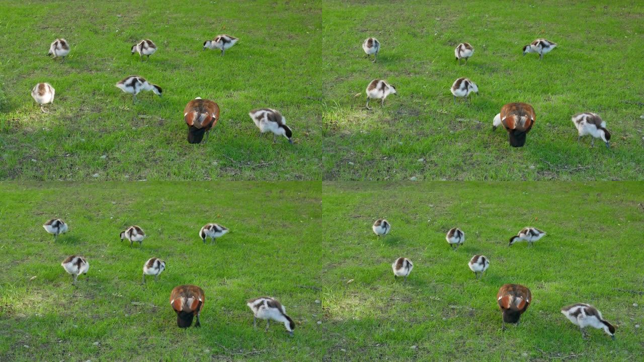 野鸭在基督城的花园里寻找食物