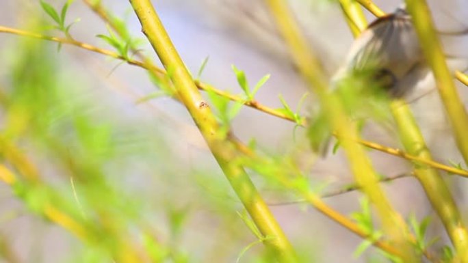 树上春天的绿色中的欧亚摆线山雀