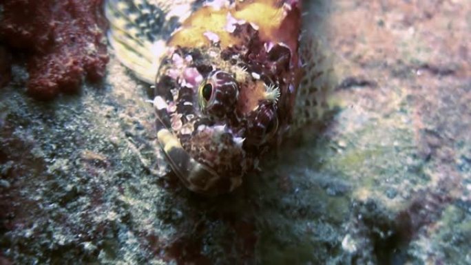 海底岩石中的鱼和海胆。