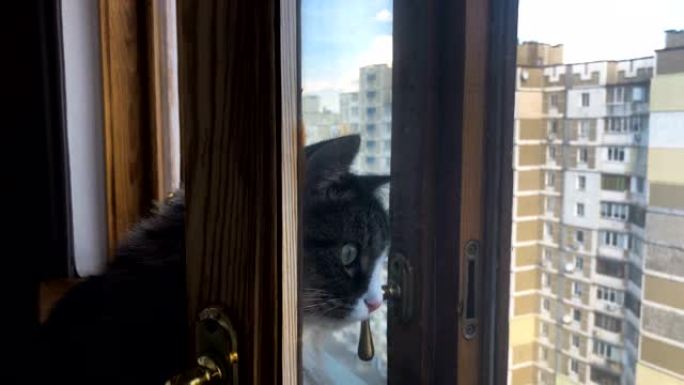 美丽的成年猫看着窗外