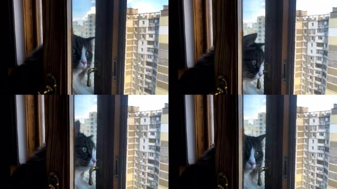 美丽的成年猫看着窗外