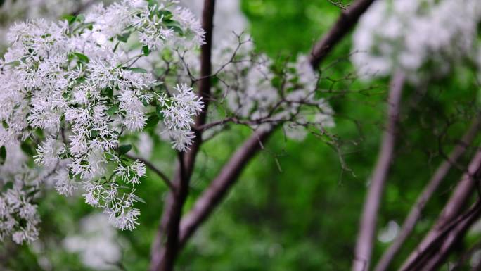 流苏树白色花瓣